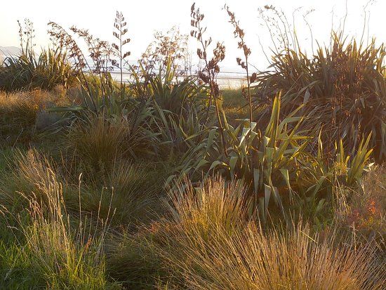 Paraparaumu Foreshore Shared Pathway